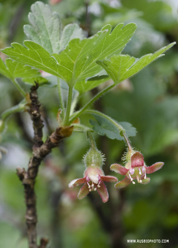 Изображение особи Grossularia uva-crispa.