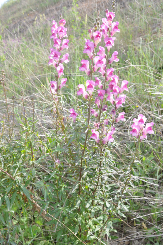 Изображение особи Antirrhinum majus.