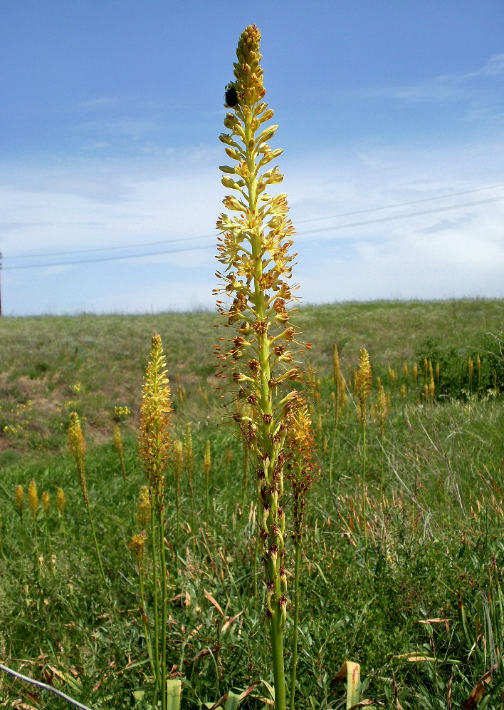 Изображение особи Eremurus spectabilis.