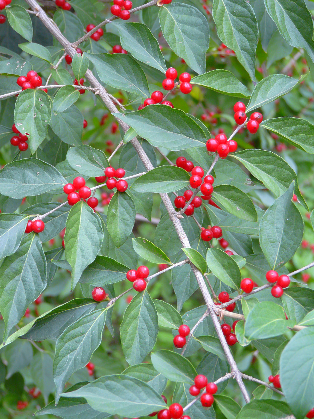 Image of Lonicera maackii specimen.