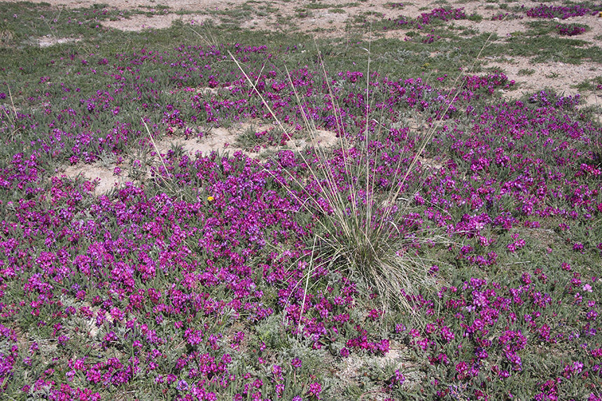 Image of Oxytropis microphylla specimen.