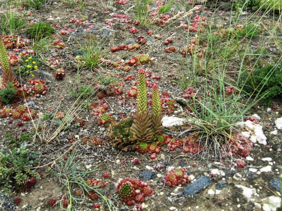 Изображение особи Orostachys spinosa.