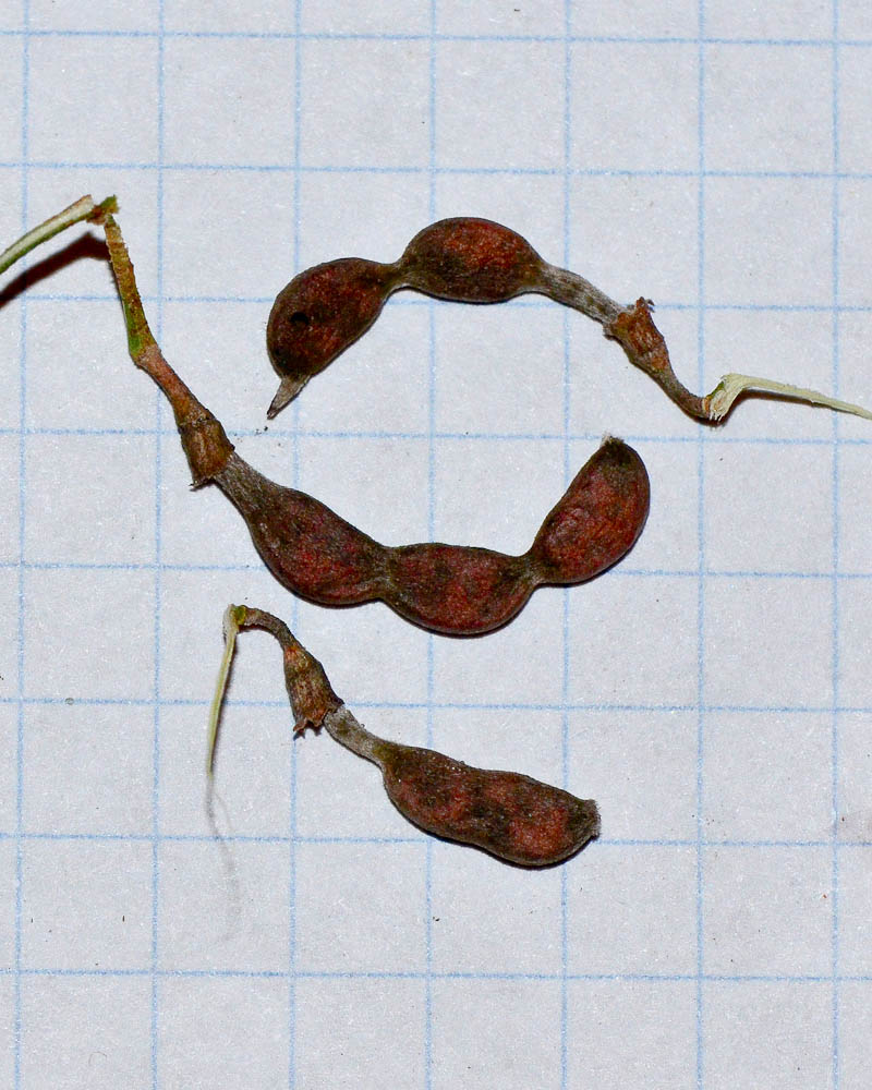 Image of Alhagi maurorum specimen.