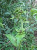 Inula helenium. Верхушка растения с нераспустившимися соцветиями. Украина, г. Запорожье, балка между Космическим мкрн. и Опытной станцией, под деревьями, возле воды. 06.07.2010.