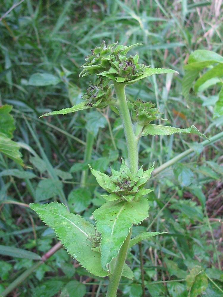 Изображение особи Inula helenium.