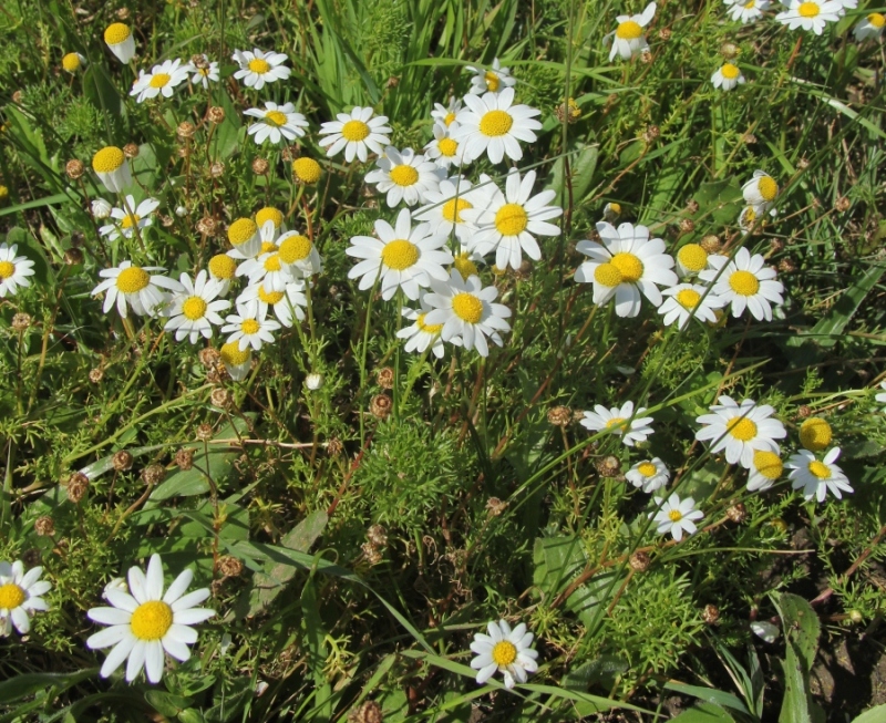 Image of genus Anthemis specimen.