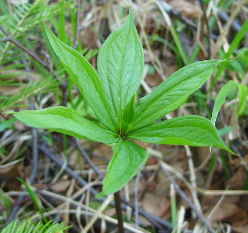 Image of Paris verticillata specimen.