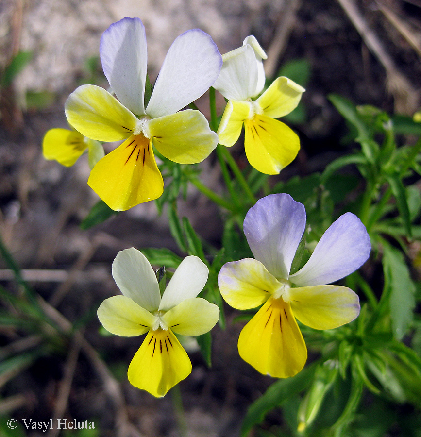 Изображение особи Viola tricolor.