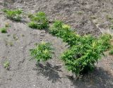 Ailanthus altissima. Растения на осыпи. Крым, южный берег, заказник \"Канака\", берег моря. 2 июня 2013 г.