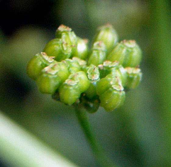 Image of Apium graveolens specimen.