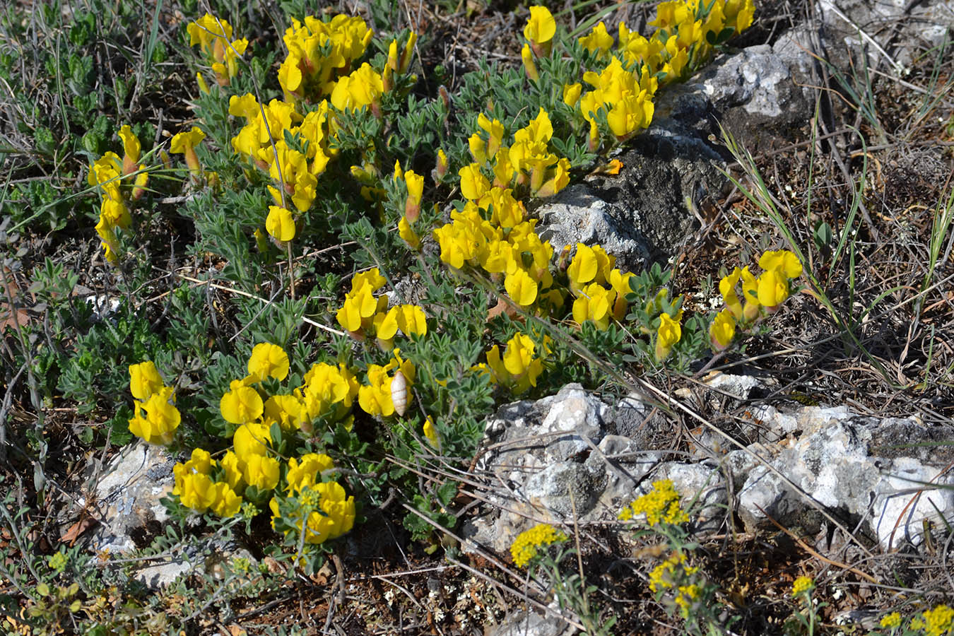 Image of Chamaecytisus polytrichus specimen.