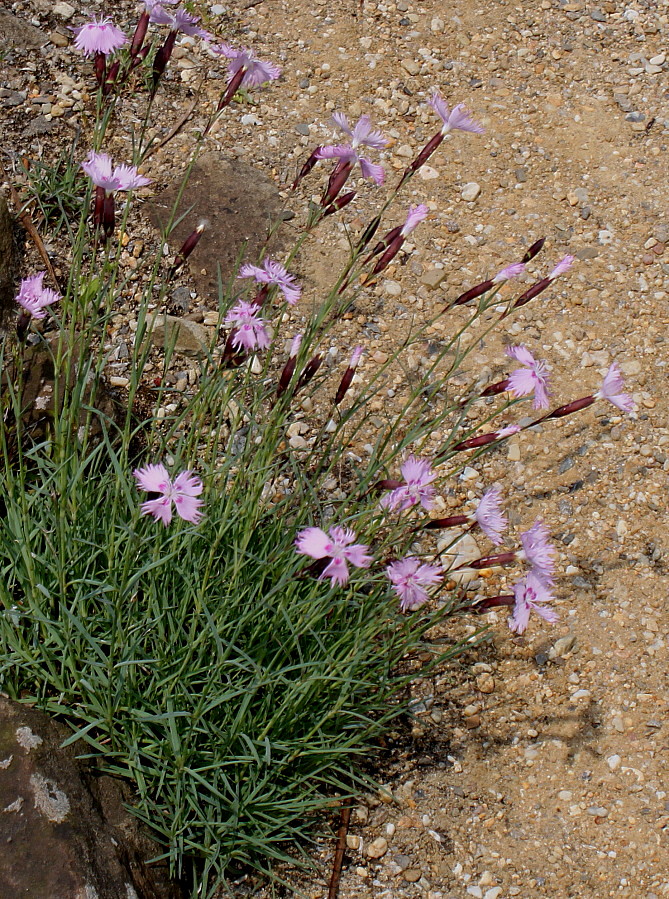 Изображение особи род Dianthus.