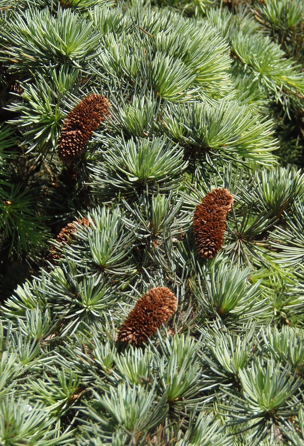 Image of Cedrus atlantica specimen.