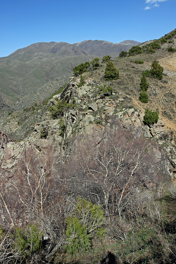 Image of Betula turkestanica specimen.