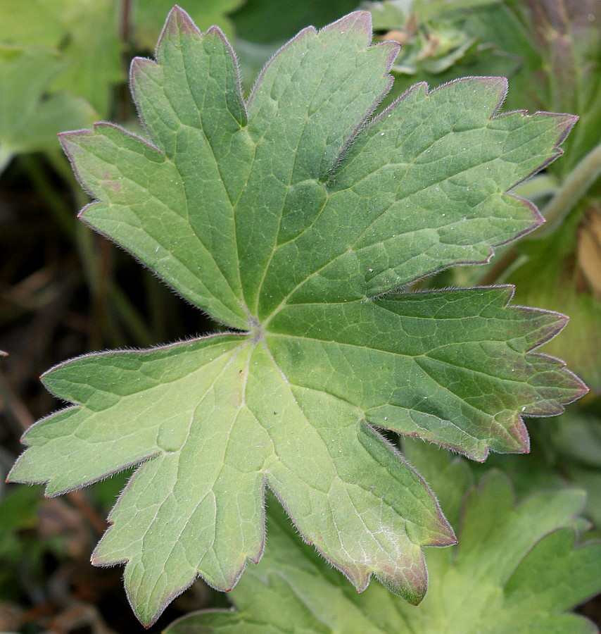 Image of Geranium wlassovianum specimen.