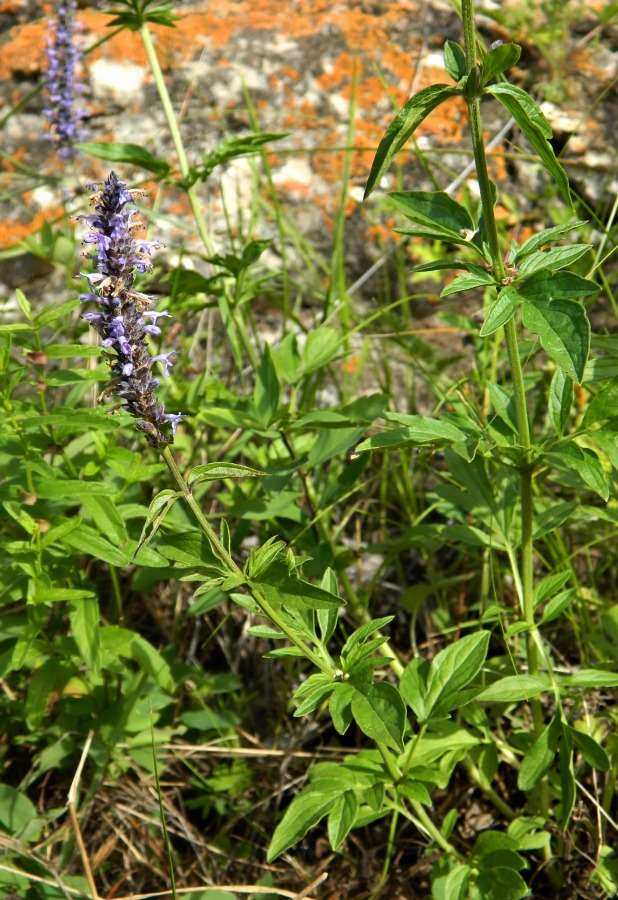 Изображение особи Schizonepeta multifida.