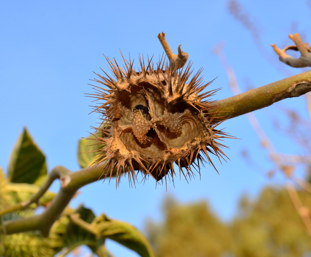 Image of Datura innoxia specimen.