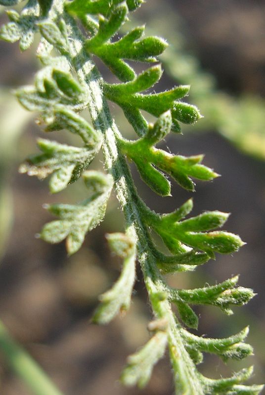 Изображение особи Achillea micrantha.