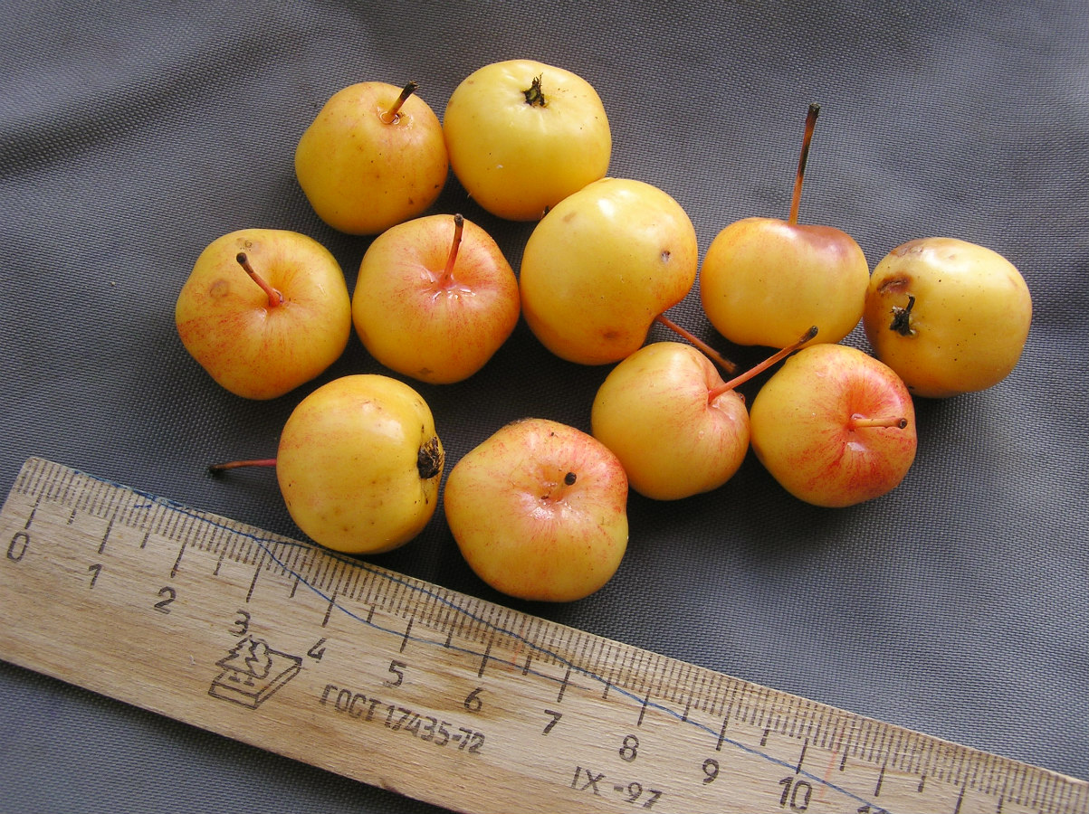 Image of genus Malus specimen.