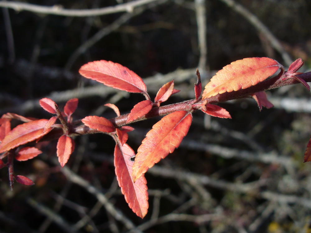 Image of Pyracantha coccinea specimen.