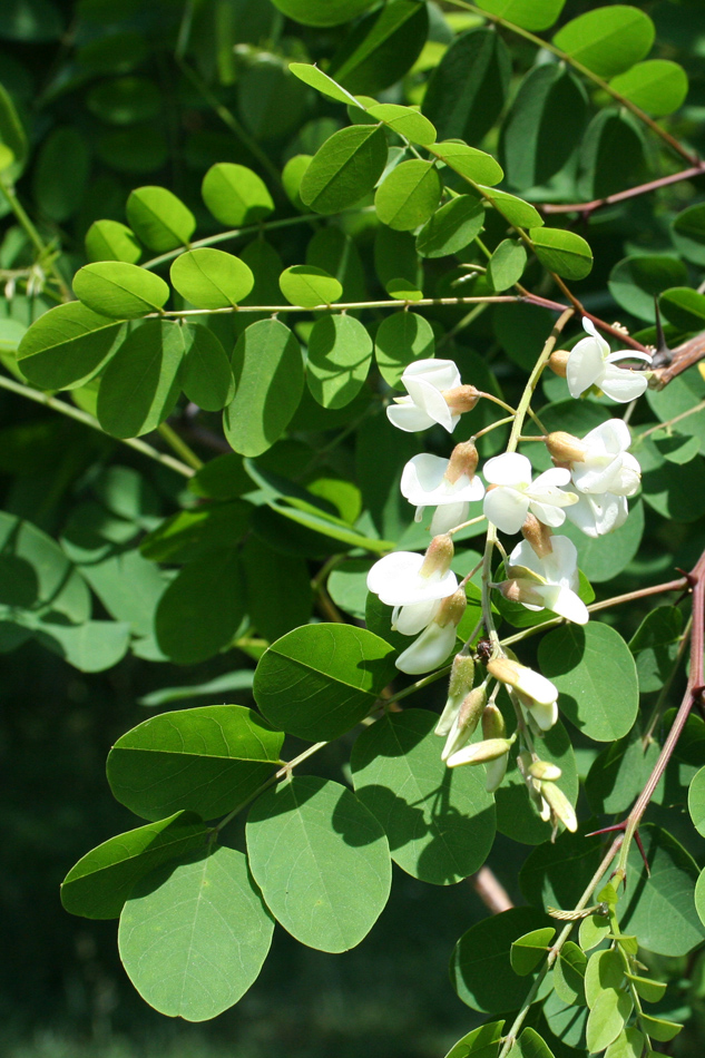 Изображение особи Robinia pseudoacacia.