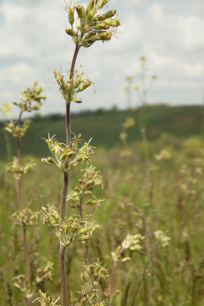 Image of Silene graniticola specimen.