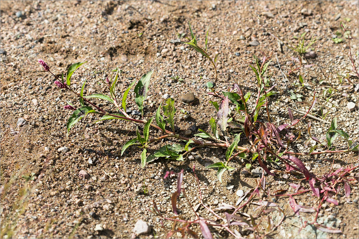 Image of Persicaria lapathifolia specimen.