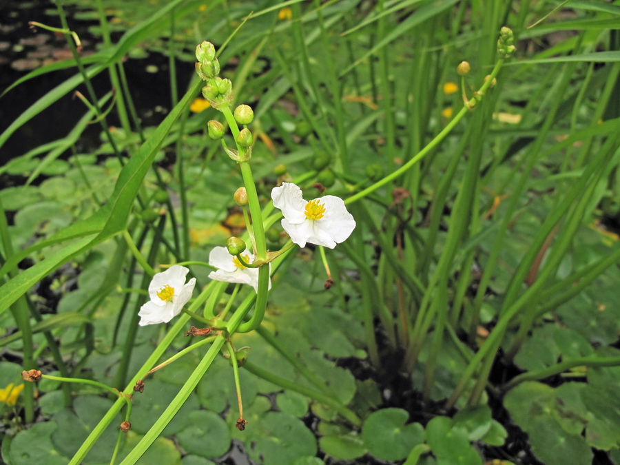 Image of Sagittaria aginashi specimen.