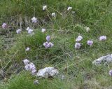 Armeria canescens