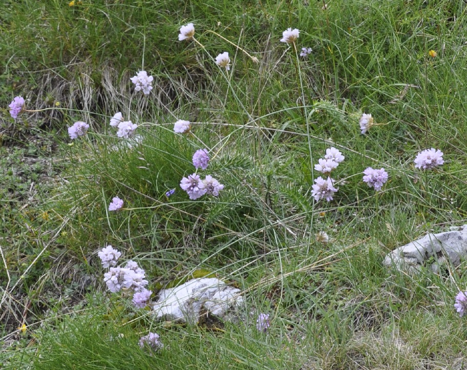 Image of Armeria canescens specimen.