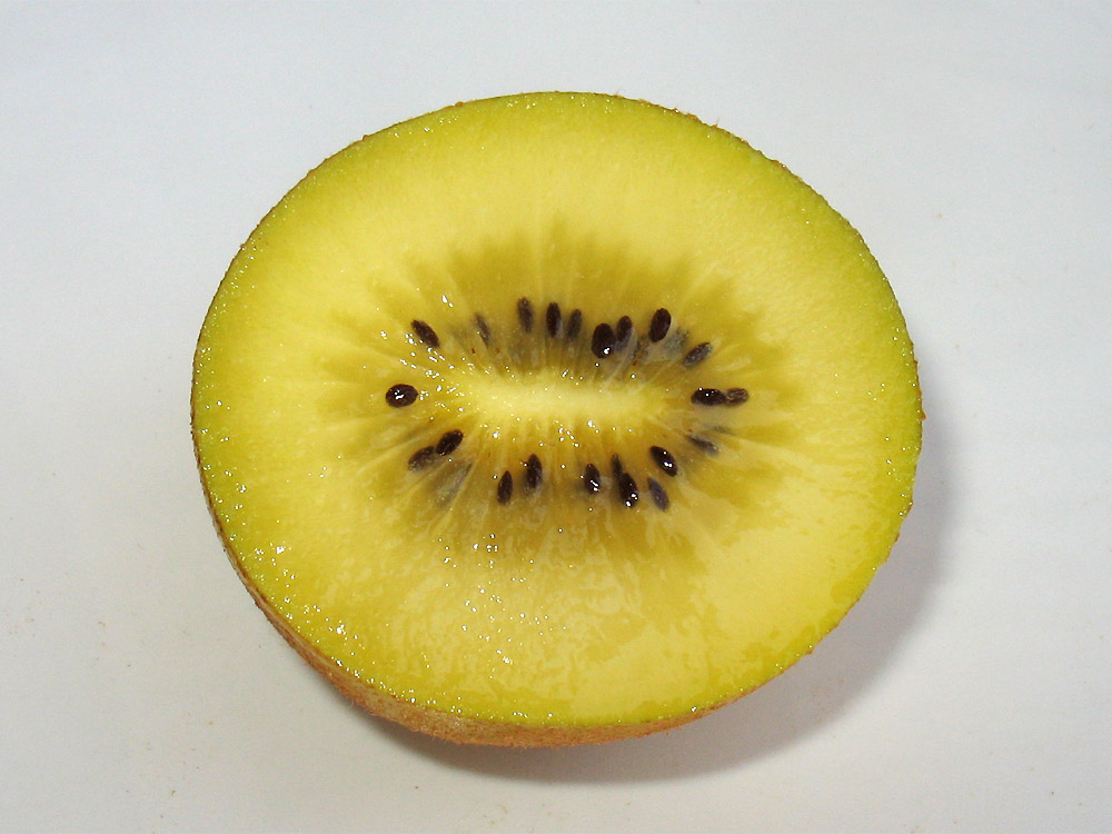 Image of Actinidia chinensis specimen.