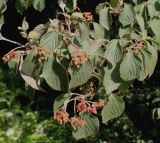 Viburnum carlesii. Плодоносящая ветвь с невызревшими соплодиями. Германия, г. Дюссельдорф, Ботанический сад университета. 03.07.2014.