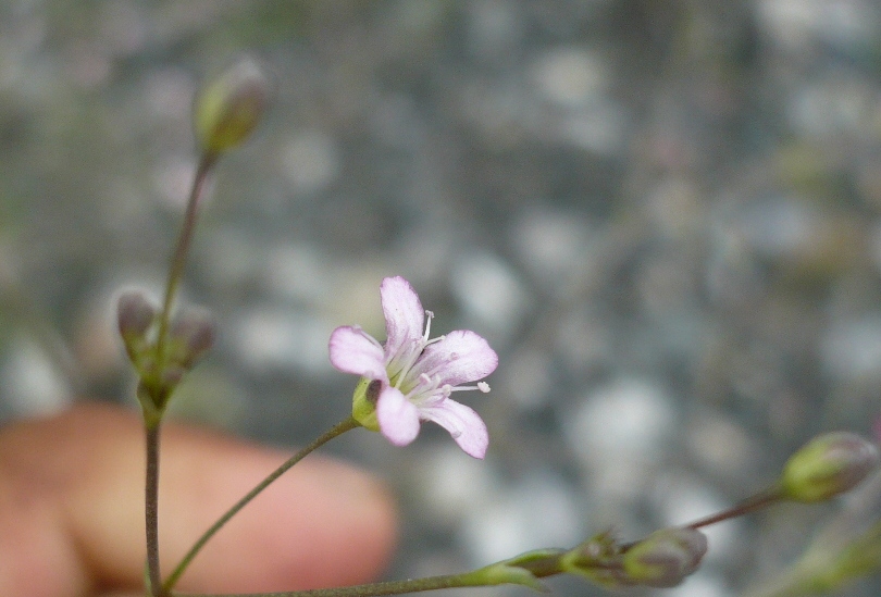 Изображение особи Gypsophila perfoliata.