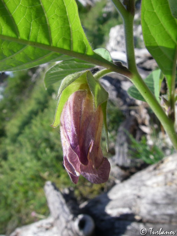 Image of Atropa bella-donna specimen.