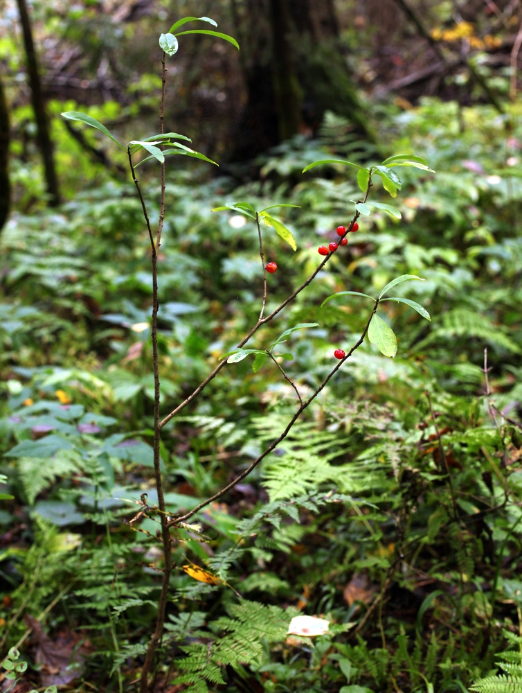 Image of Daphne mezereum specimen.