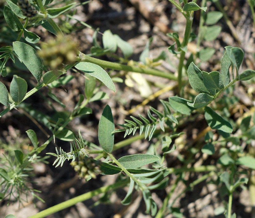 Изображение особи Astragalus adsurgens.