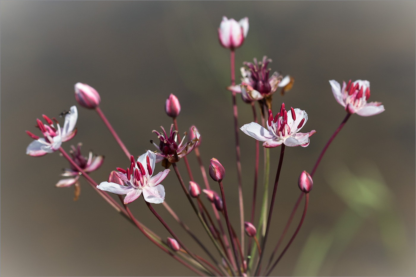 Изображение особи Butomus umbellatus.