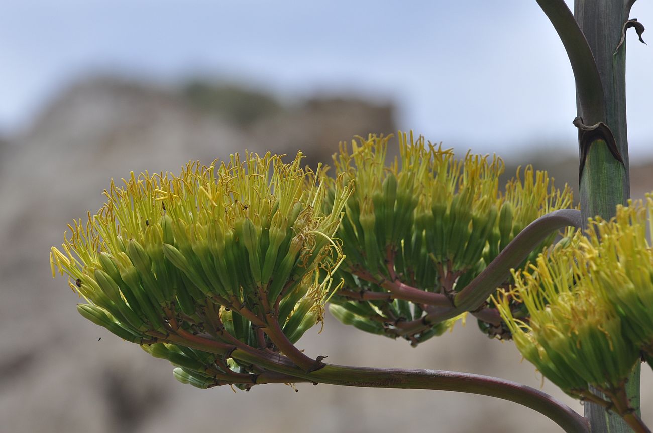 Image of genus Agave specimen.