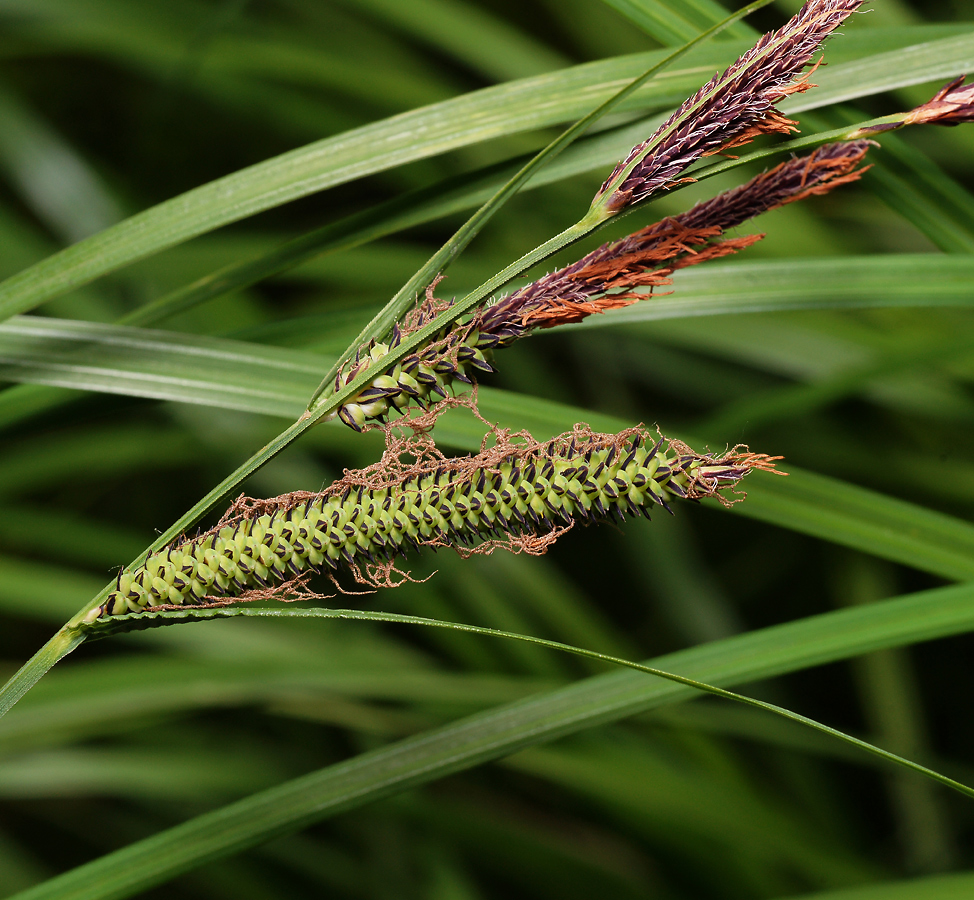 Image of Carex acuta specimen.