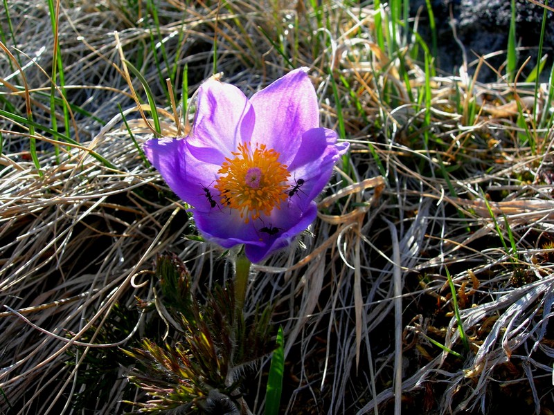 Изображение особи Pulsatilla multifida.