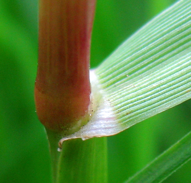 Image of Lolium perenne specimen.