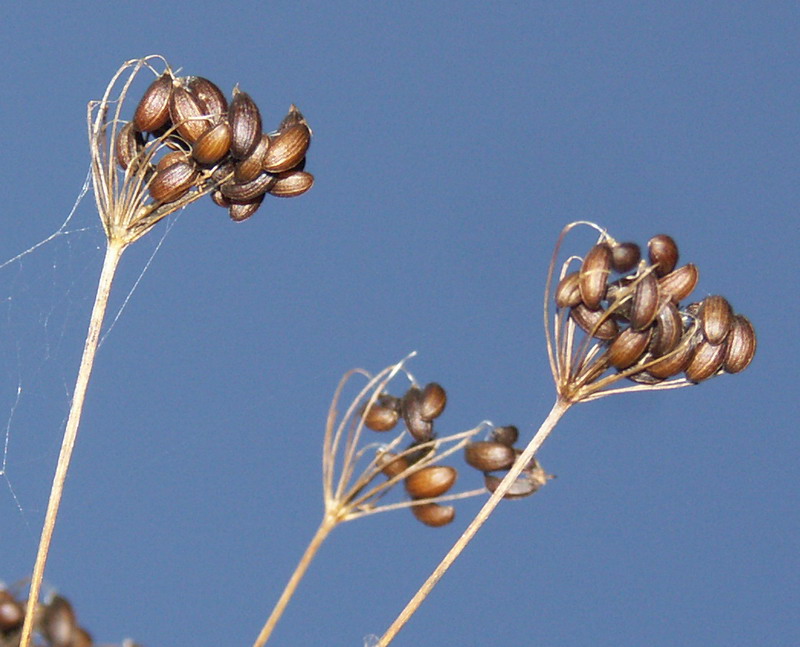 Image of Pimpinella major specimen.