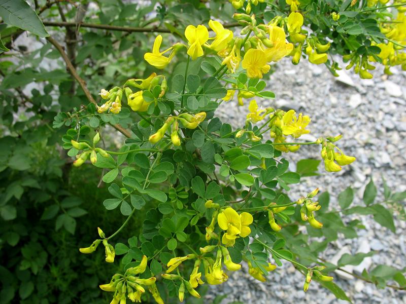 Image of Hippocrepis emeroides specimen.