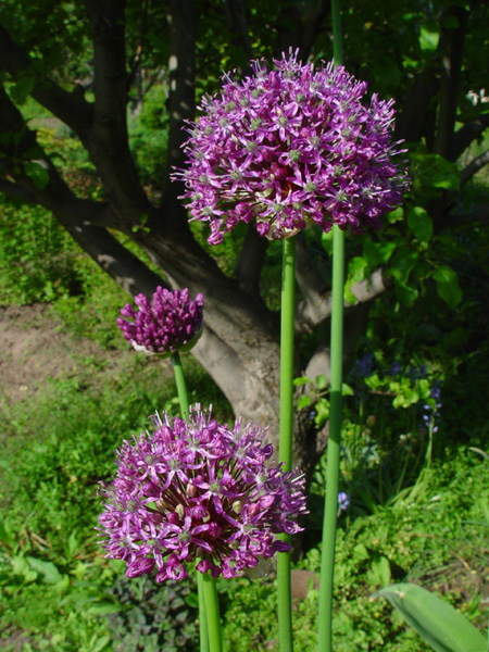 Image of Allium aflatunense specimen.