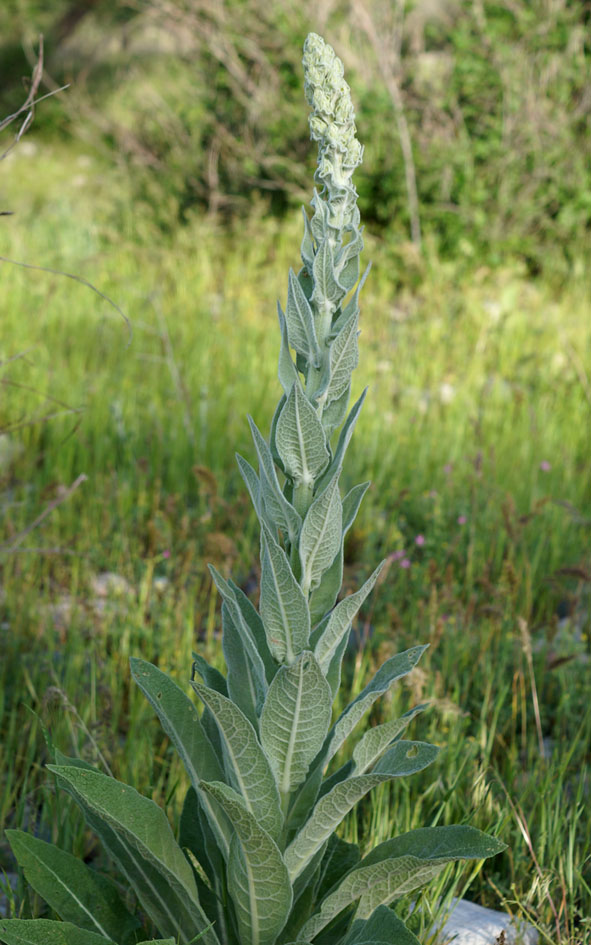 Image of Verbascum songaricum specimen.