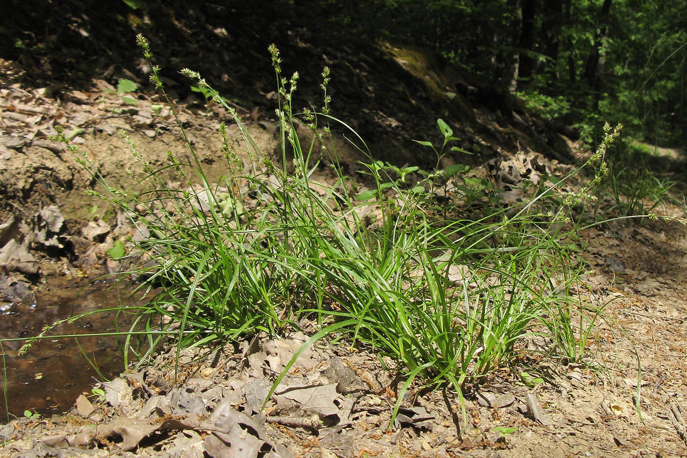 Image of genus Carex specimen.