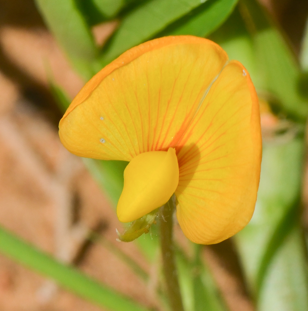 Image of Arachis hypogaea specimen.