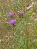 Cirsium serrulatum