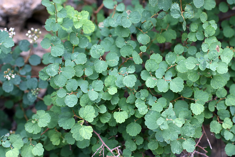 Image of Spiraea pilosa specimen.