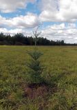 Смотреть изображение Abies fraseri
